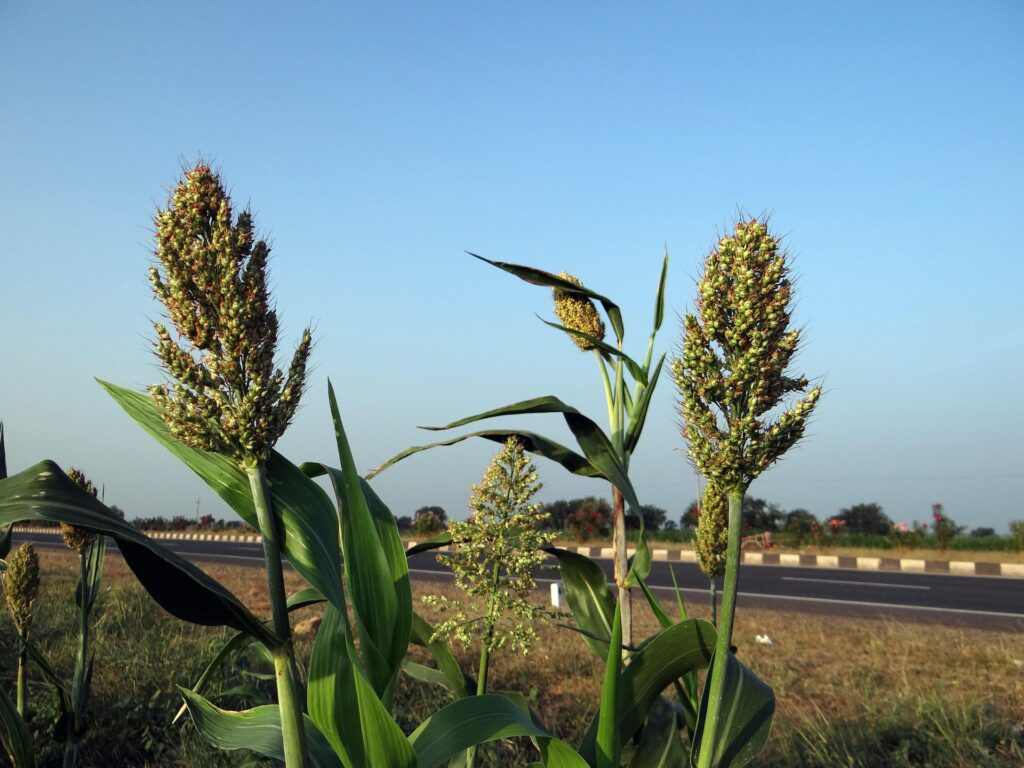 Chemical-free agricultural products
